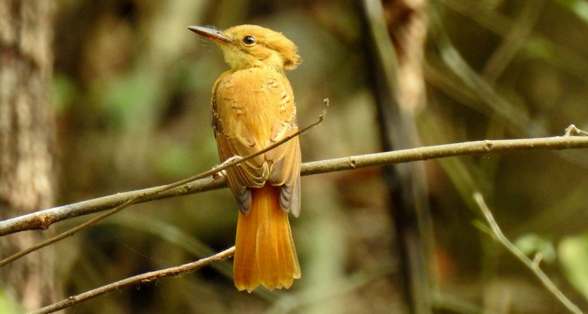 Tropical Royal Flycatcher (Pacific) - ML81281121