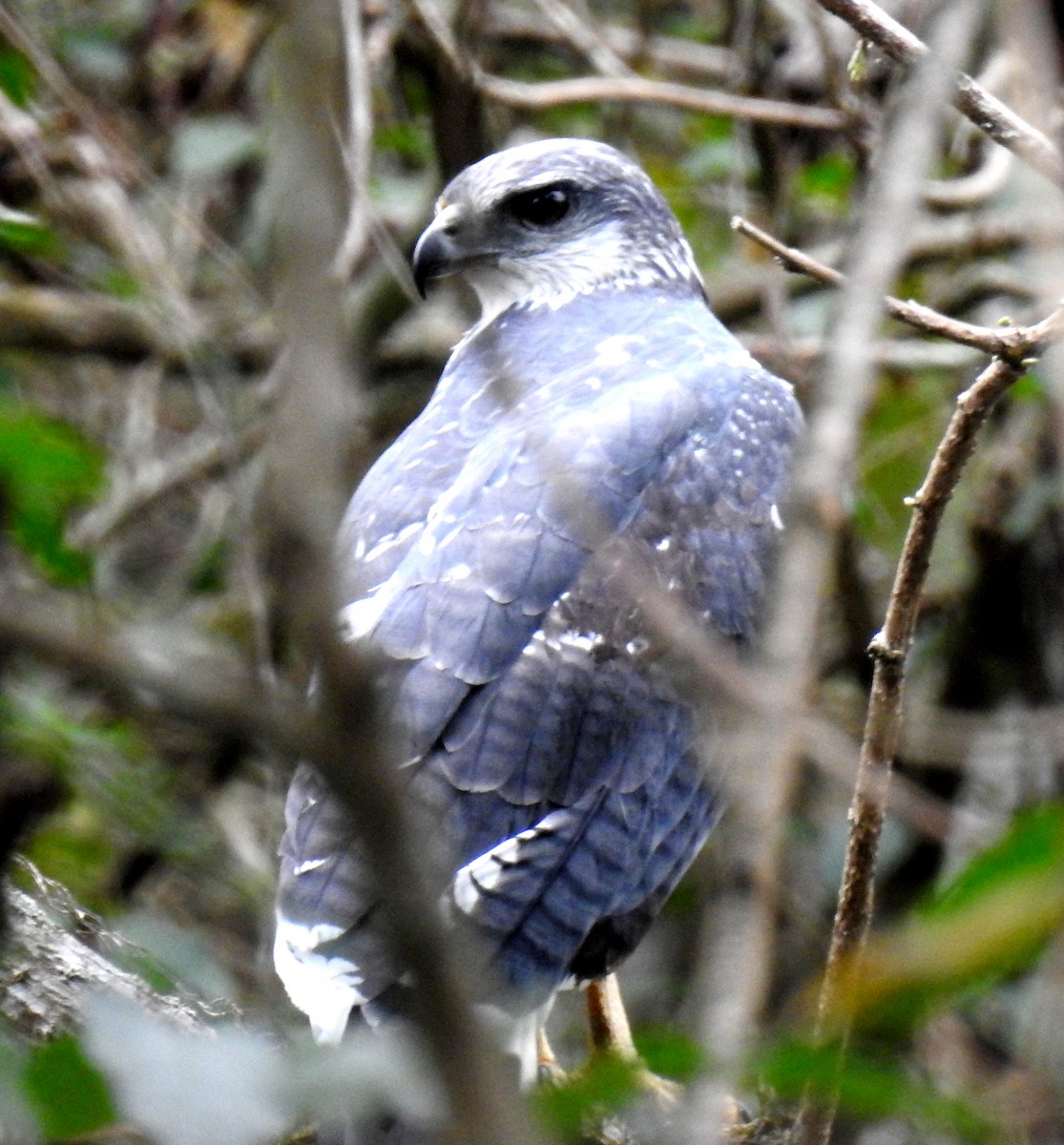 Gray-backed Hawk - ML81281821