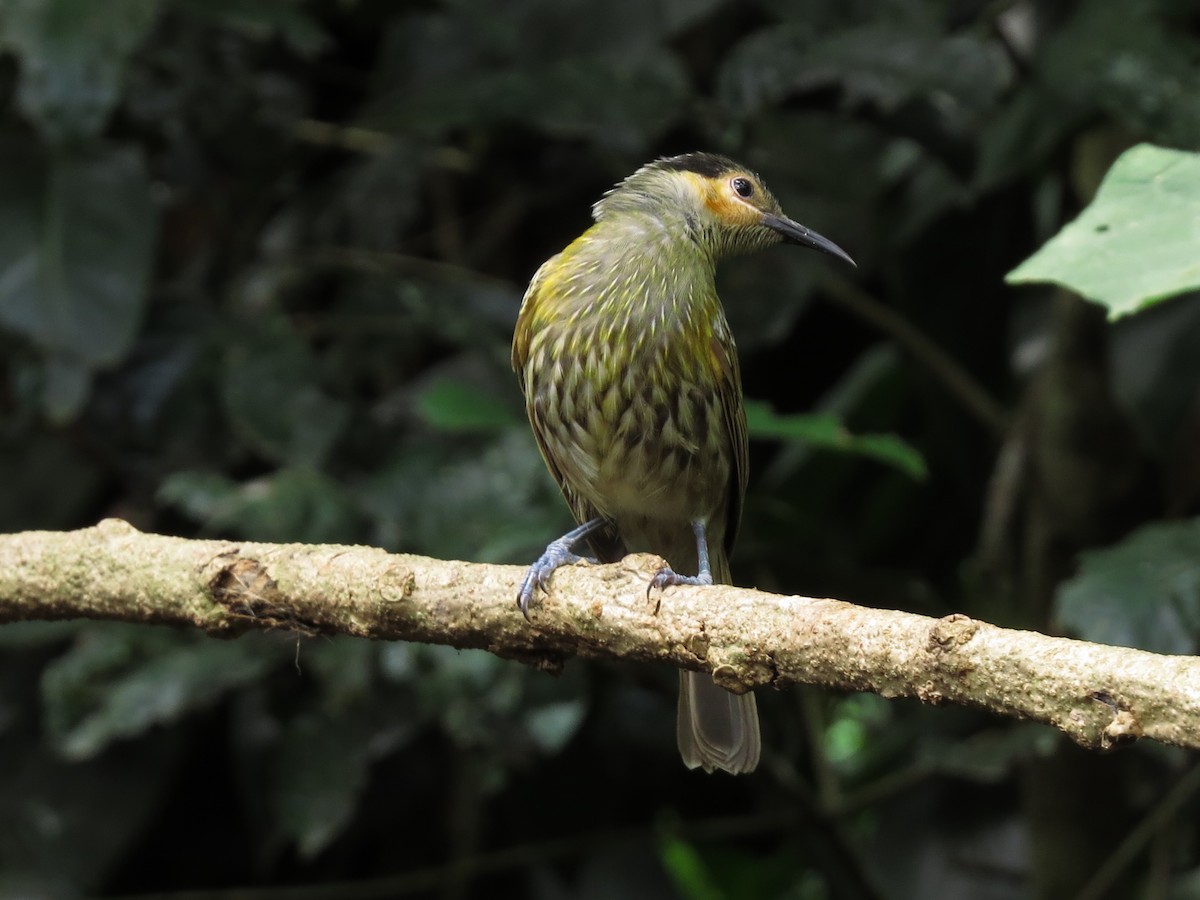 Macleay's Honeyeater - David and Regan Goodyear