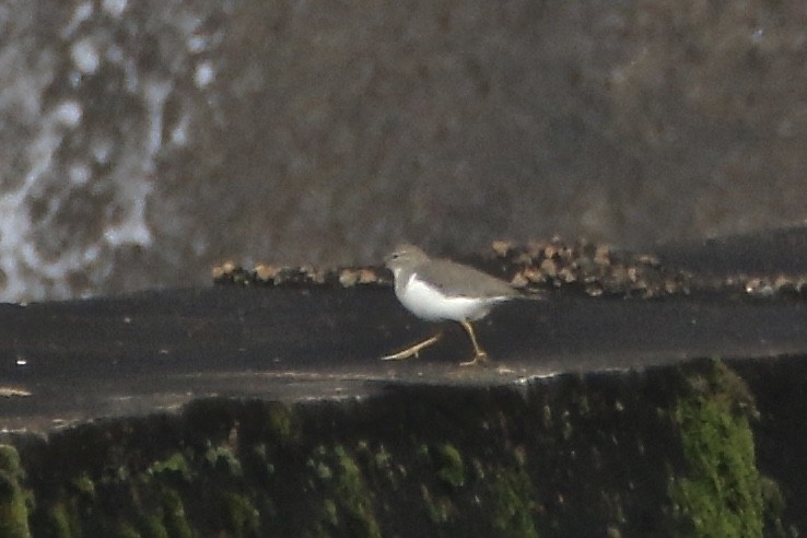 Spotted Sandpiper - ML81282181