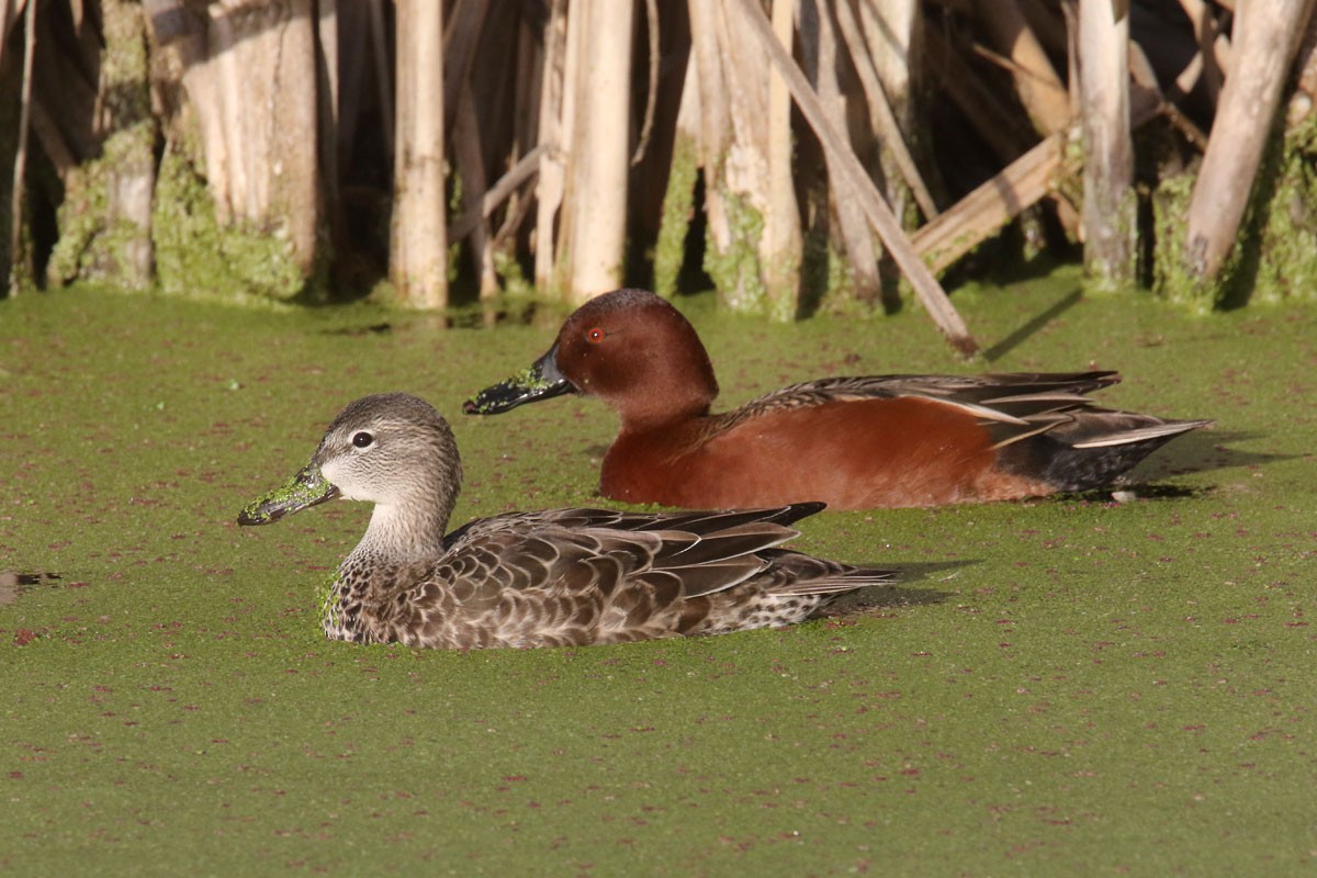 Cinnamon Teal - ML81282411