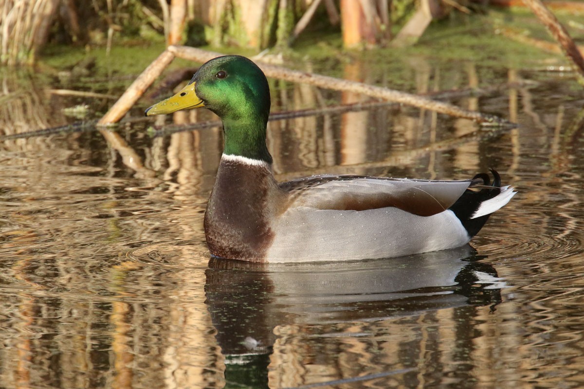 Mallard - ML81282541