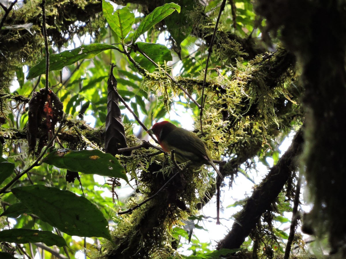 Red-headed Barbet - ML81283611