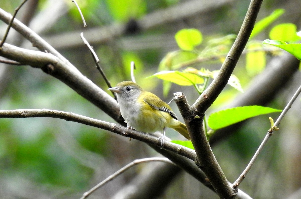 Lesser Greenlet - Fernando Angulo - CORBIDI