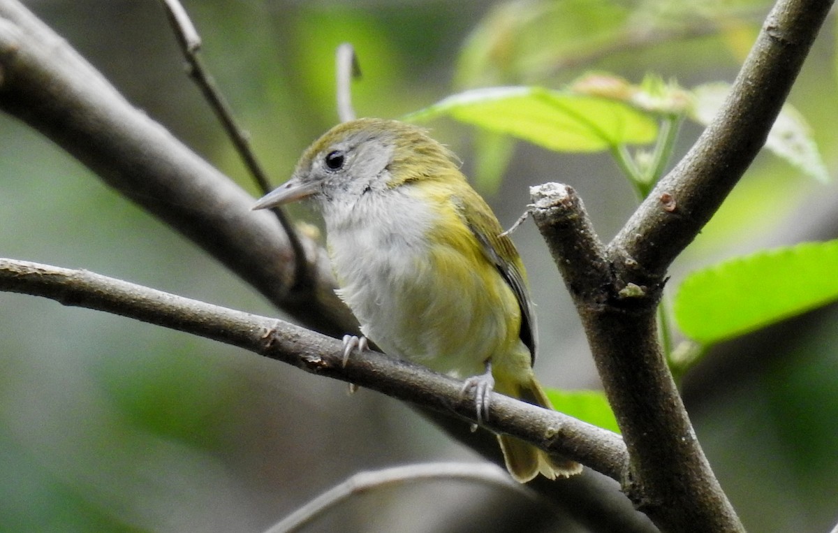 Lesser Greenlet - Fernando Angulo - CORBIDI