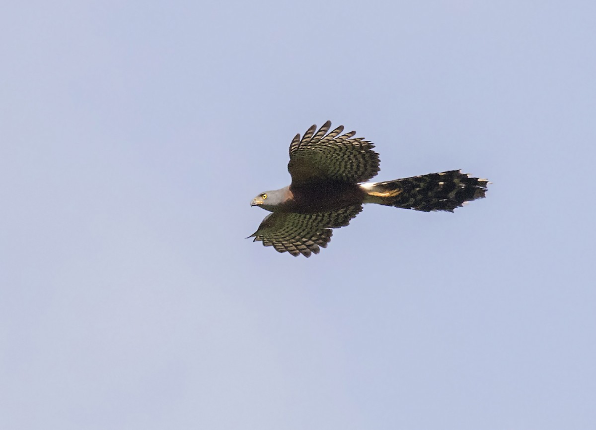 Long-tailed Hawk - ML81283881