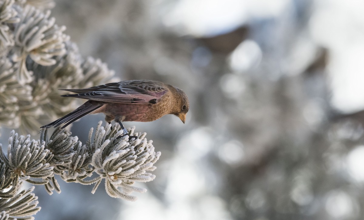 Brown-capped Rosy-Finch - ML81285191