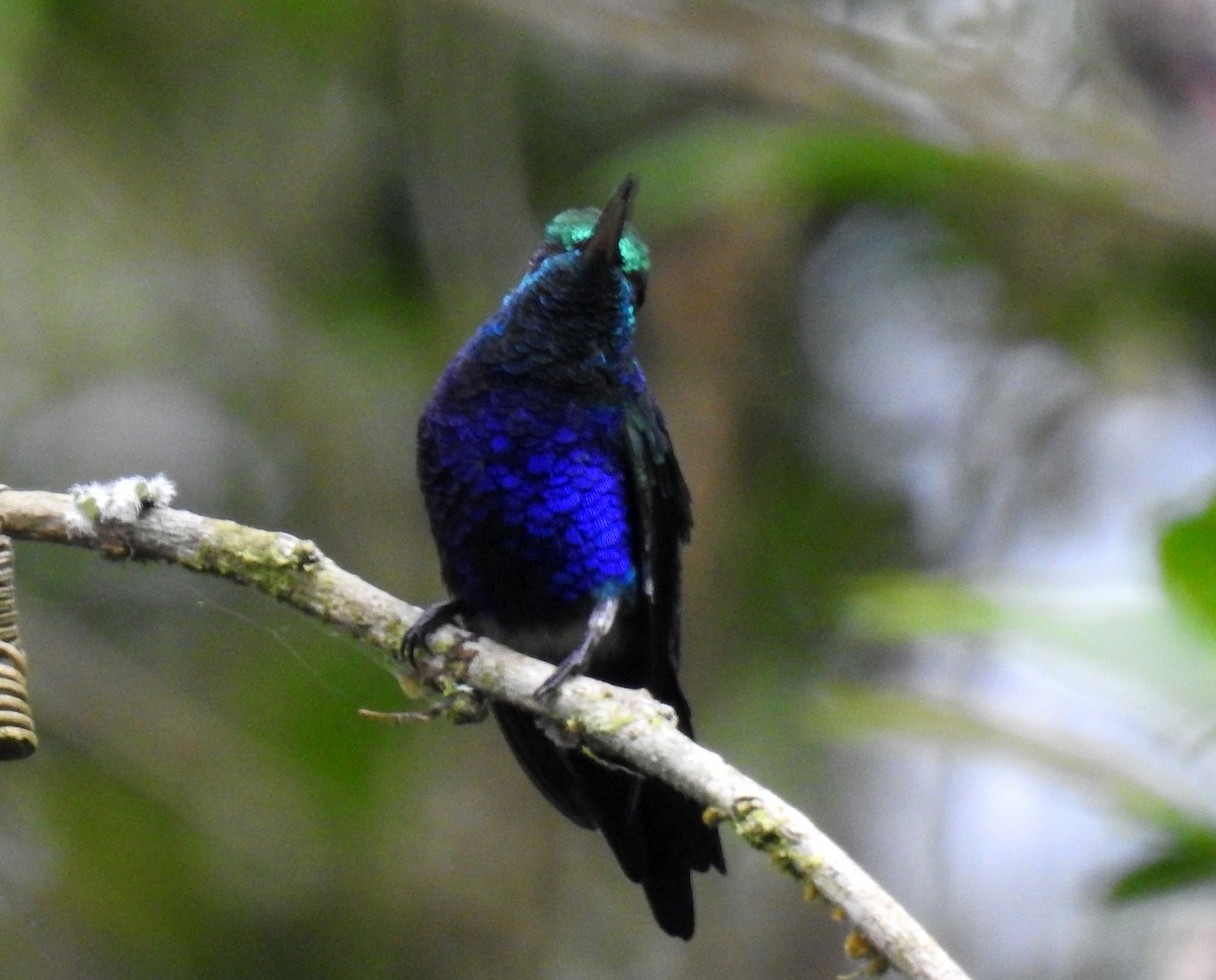 Violet-bellied Hummingbird - ML81285501