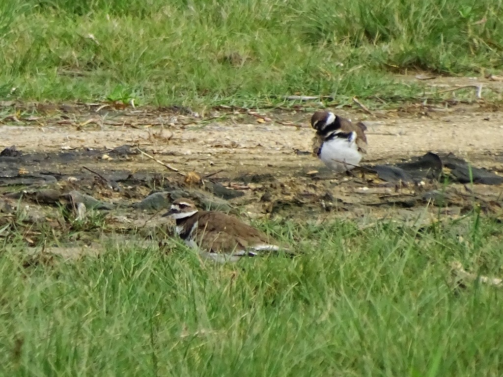 Killdeer - ML81286011