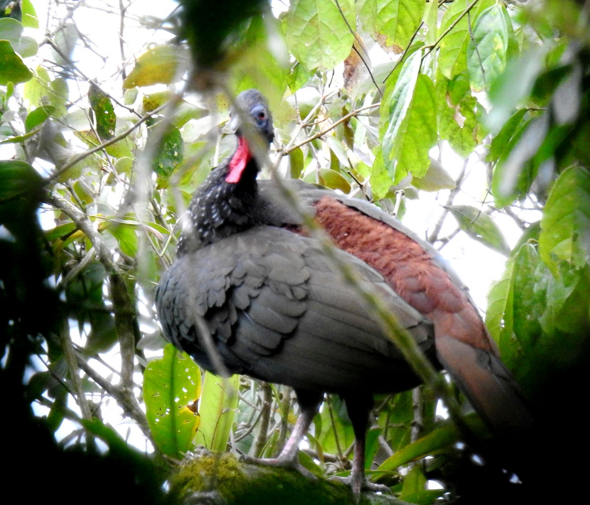 Crested Guan - ML81286101
