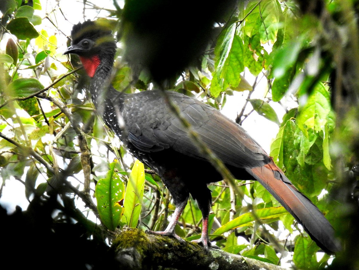 Crested Guan - ML81286131