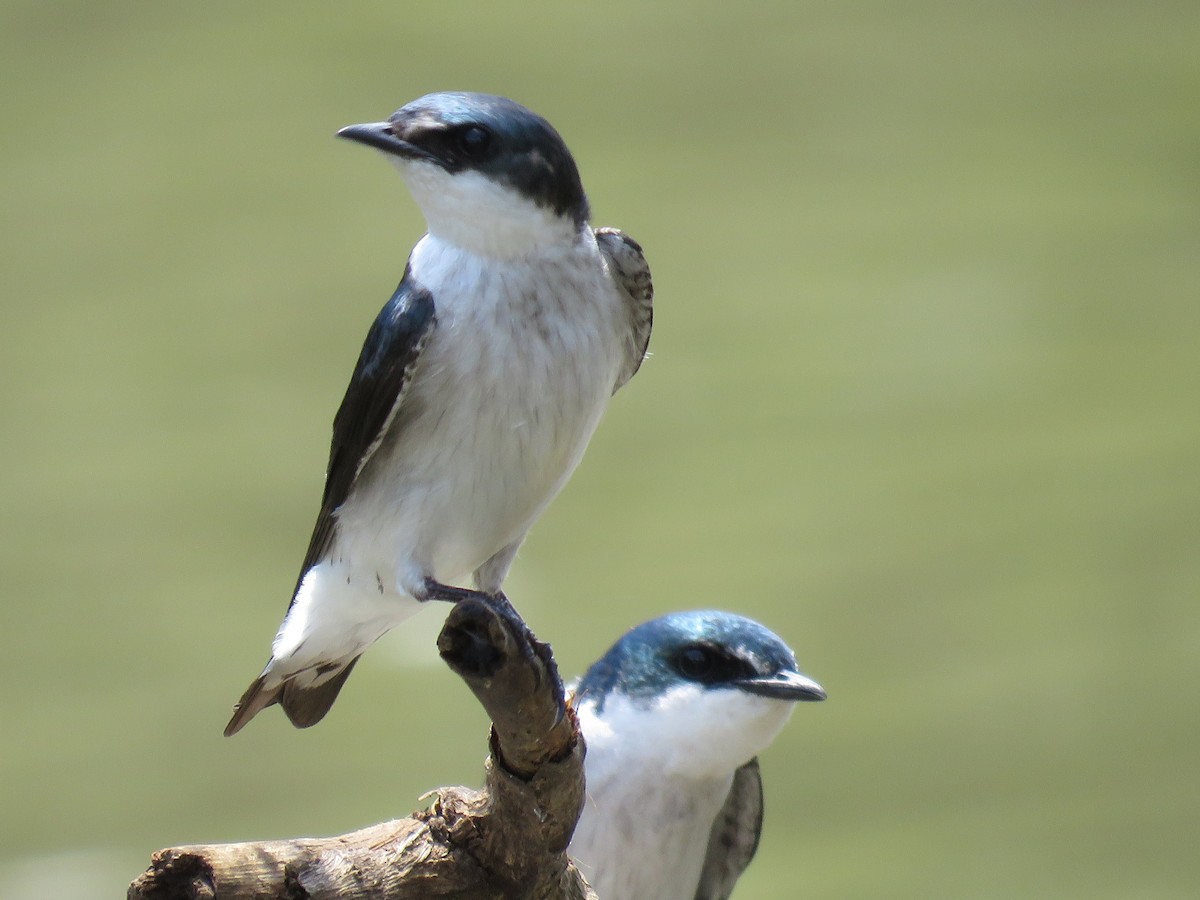 Golondrina de Manglar - ML81286471