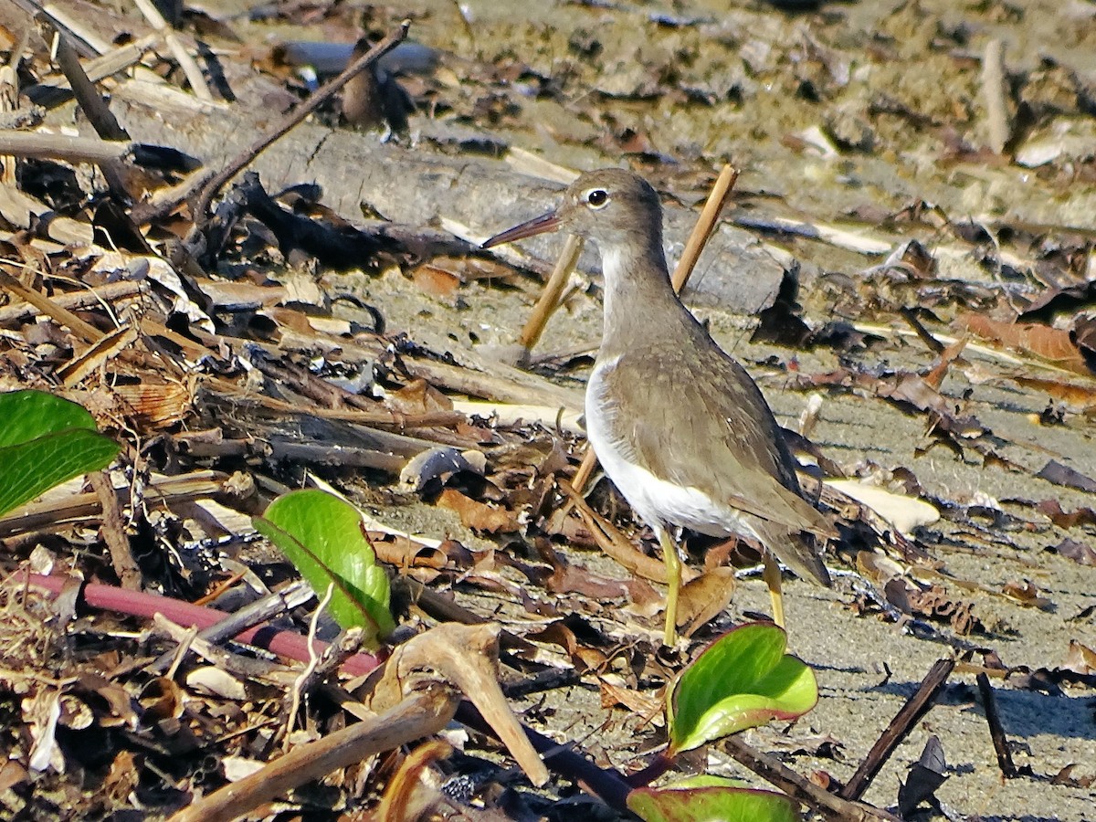 Spotted Sandpiper - ML81286631