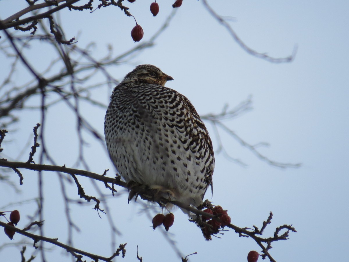 Sharp-tailed Grouse - Anonymous