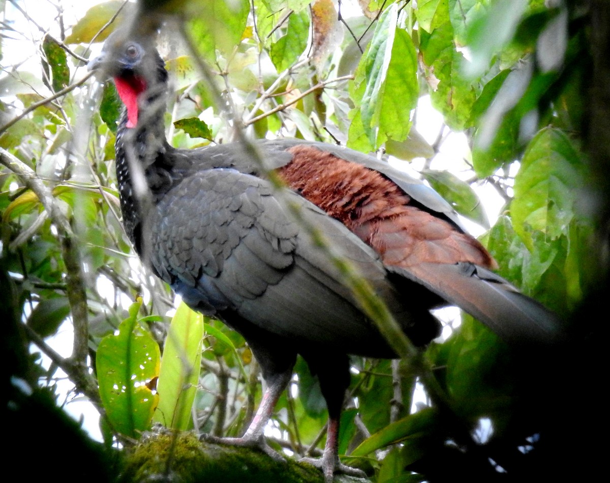Crested Guan - ML81287221
