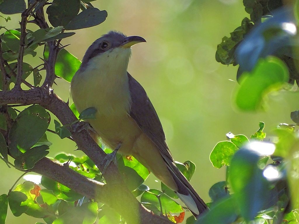 Mangrove Cuckoo - ML81287351