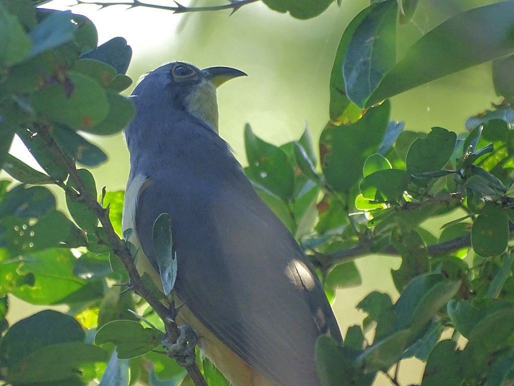 Mangrove Cuckoo - ML81287361