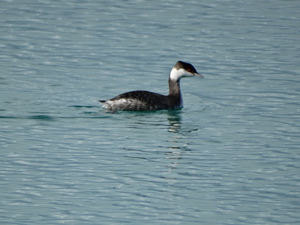 Horned Grebe - ML81289061