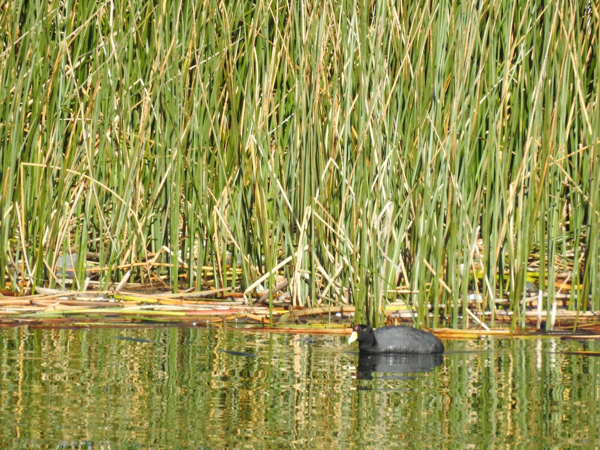 Slate-colored Coot - ML81290521