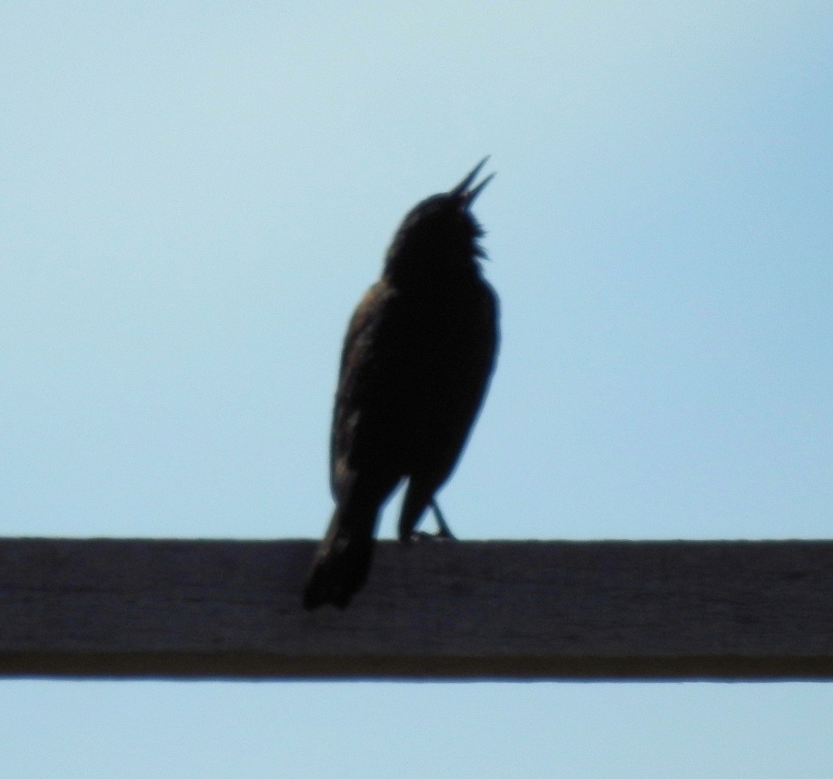 Yellow-winged Blackbird - ML81290661