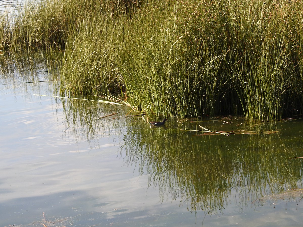 Common Gallinule - ML81291251