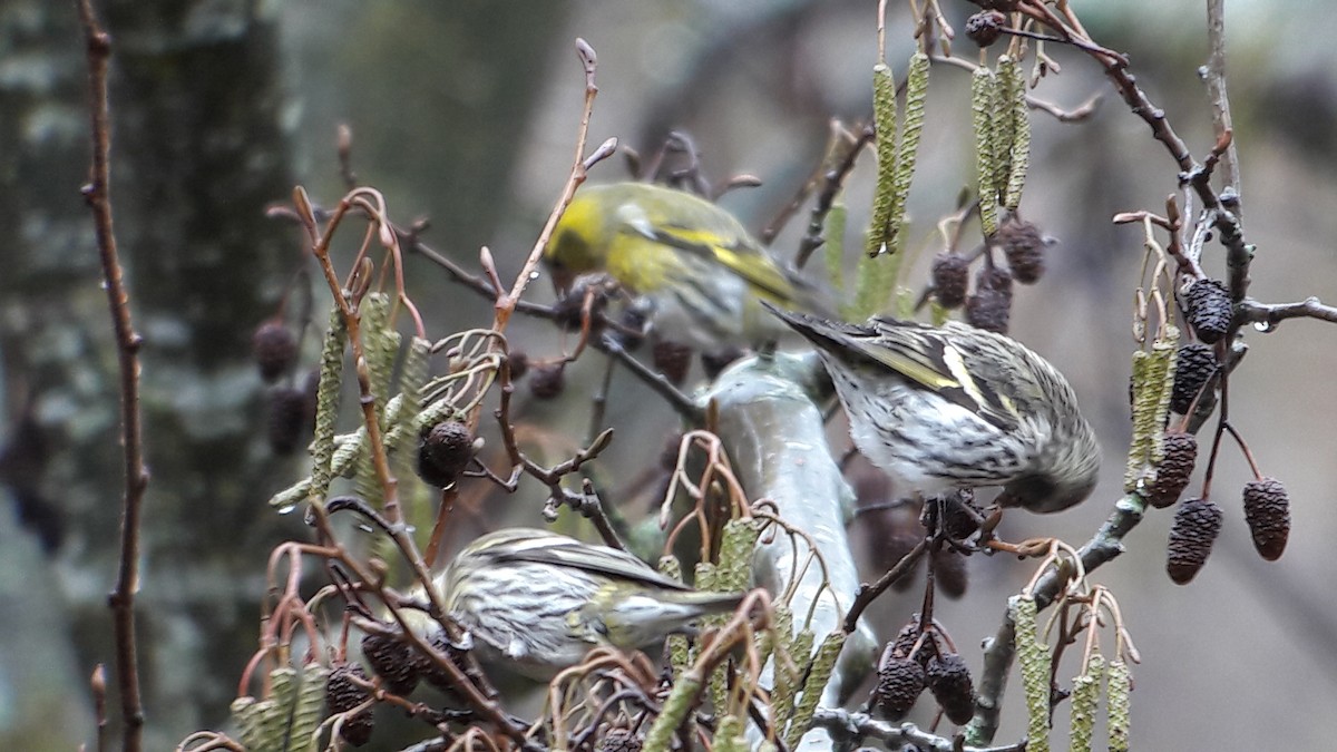 Eurasian Siskin - ML81292061