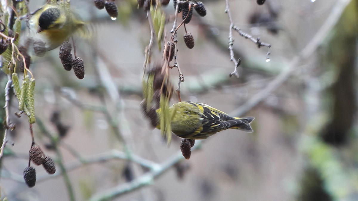 Eurasian Siskin - Javier Morala/MCBirding.com