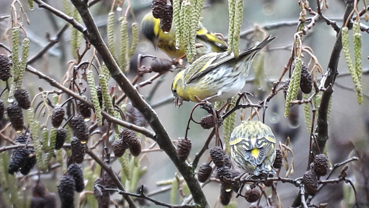 Eurasian Siskin - ML81292091