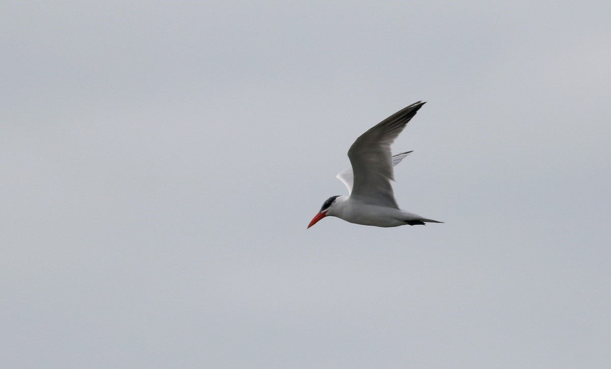 Caspian Tern - ML81293191