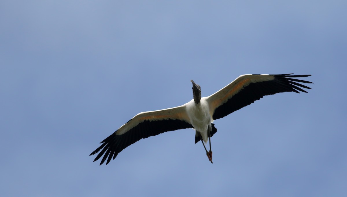 Wood Stork - ML81293311