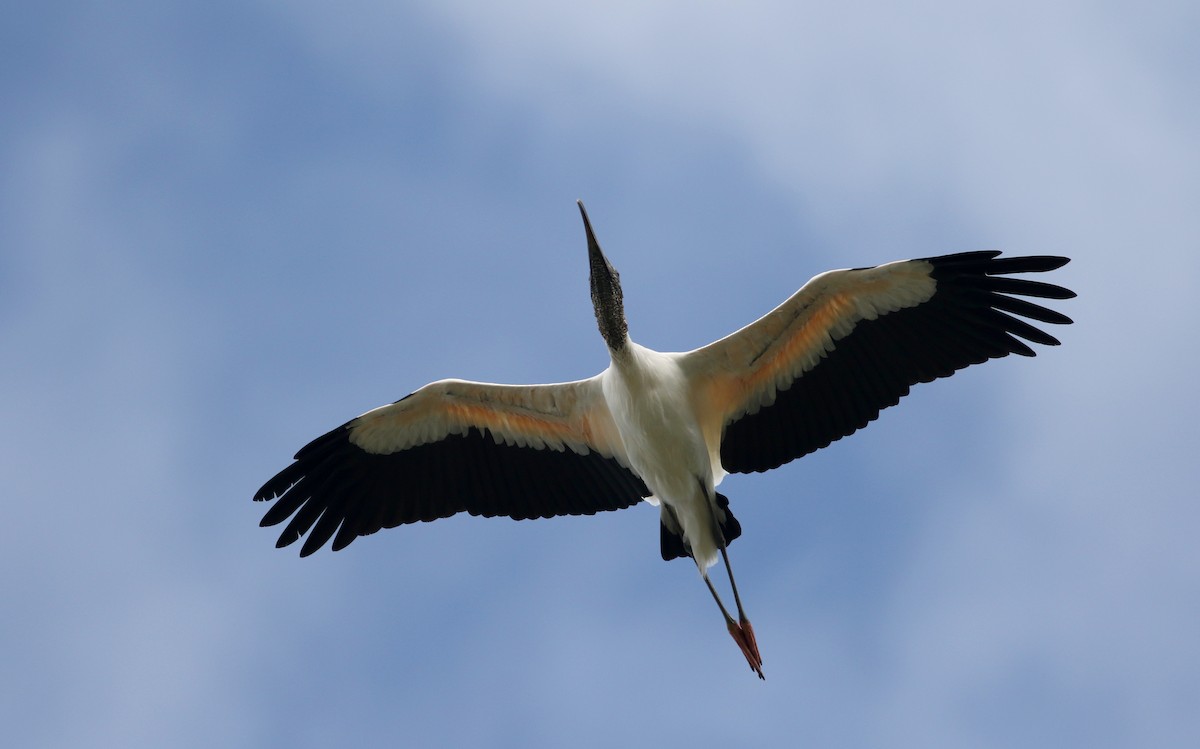 Wood Stork - Jay McGowan