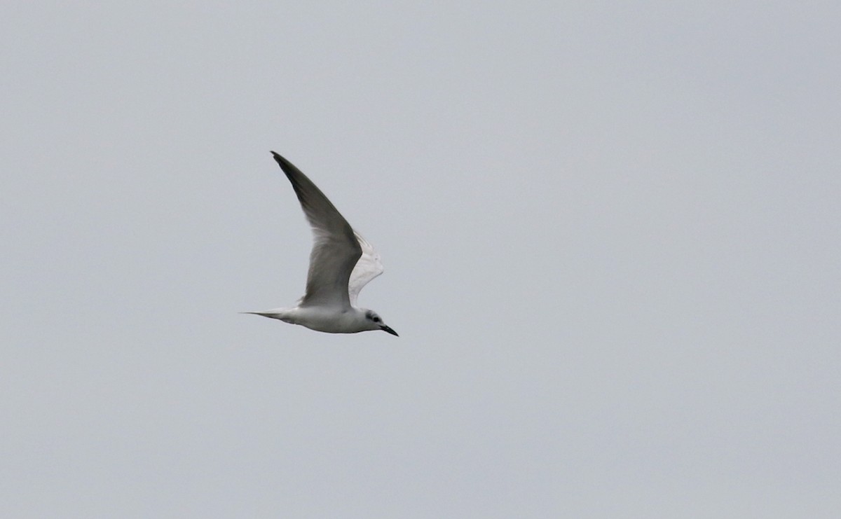 Gull-billed Tern - Jay McGowan