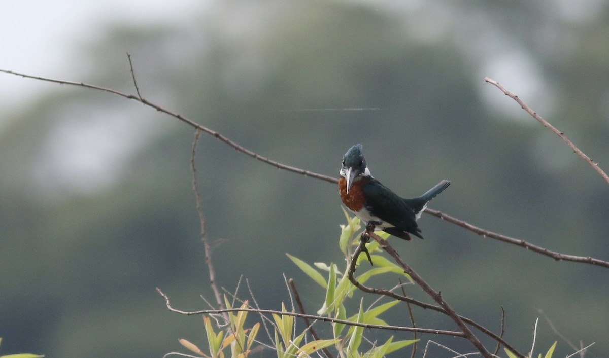 Amazon Kingfisher - Jay McGowan