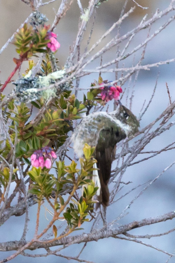 Blue-bearded Helmetcrest - ML81294041