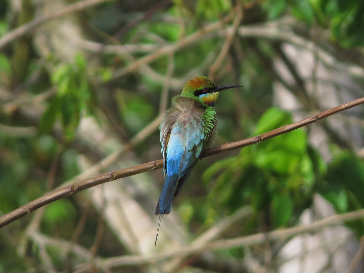 Rainbow Bee-eater - ML81294161