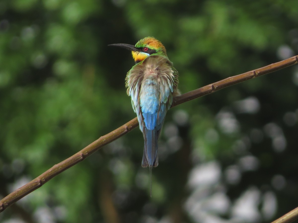 Rainbow Bee-eater - ML81294201