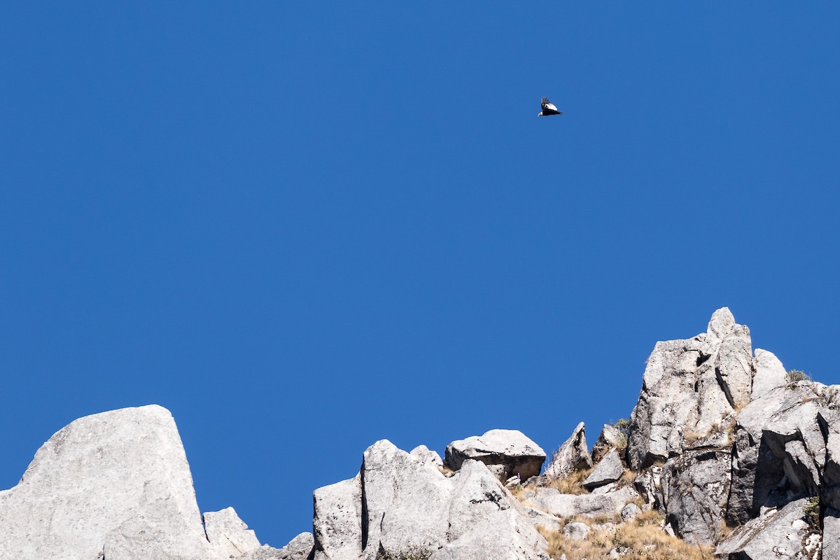 Andean Condor - ML81295361