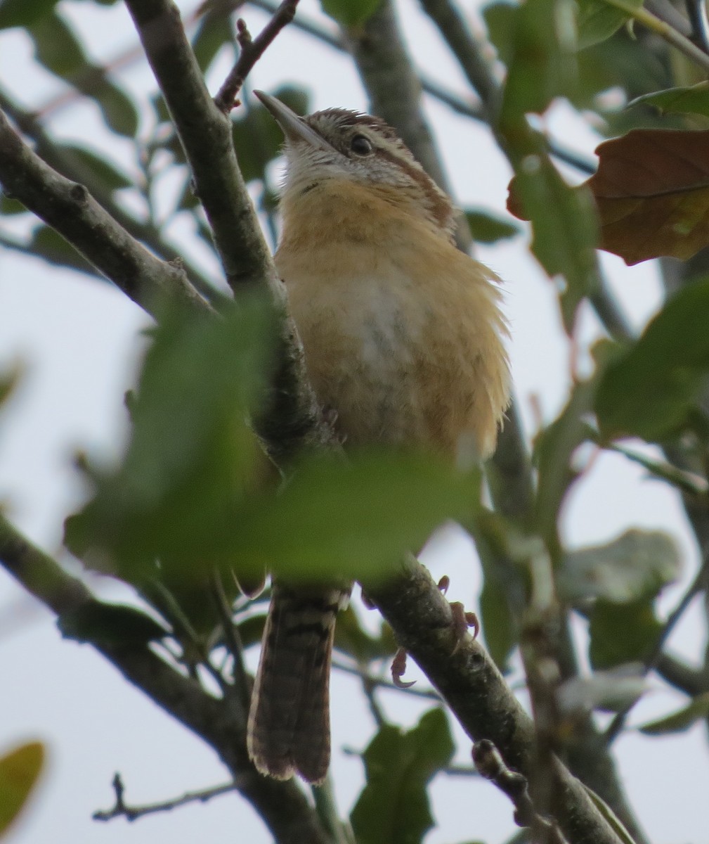 Carolina Wren - ML81295401