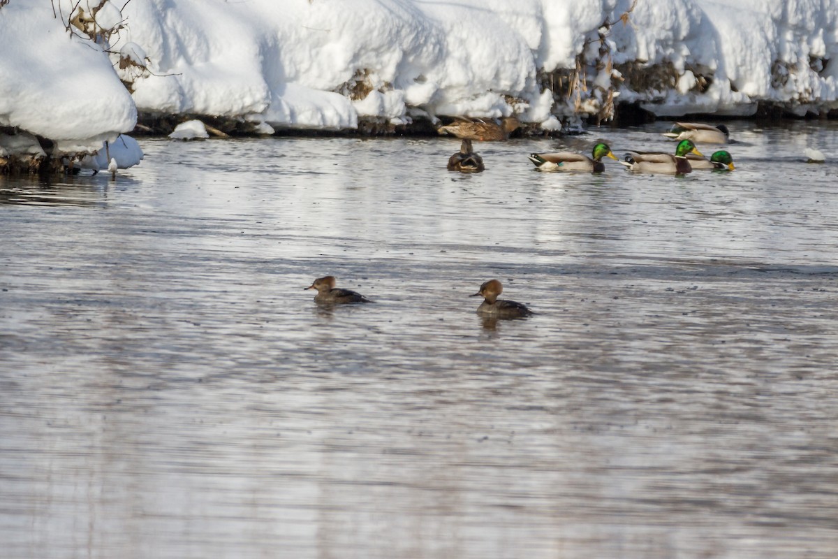 Hooded Merganser - ML81295561