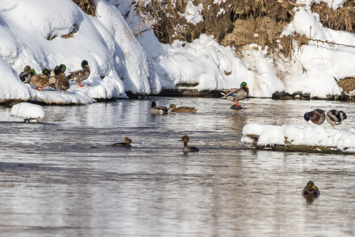 Hooded Merganser - ML81295571