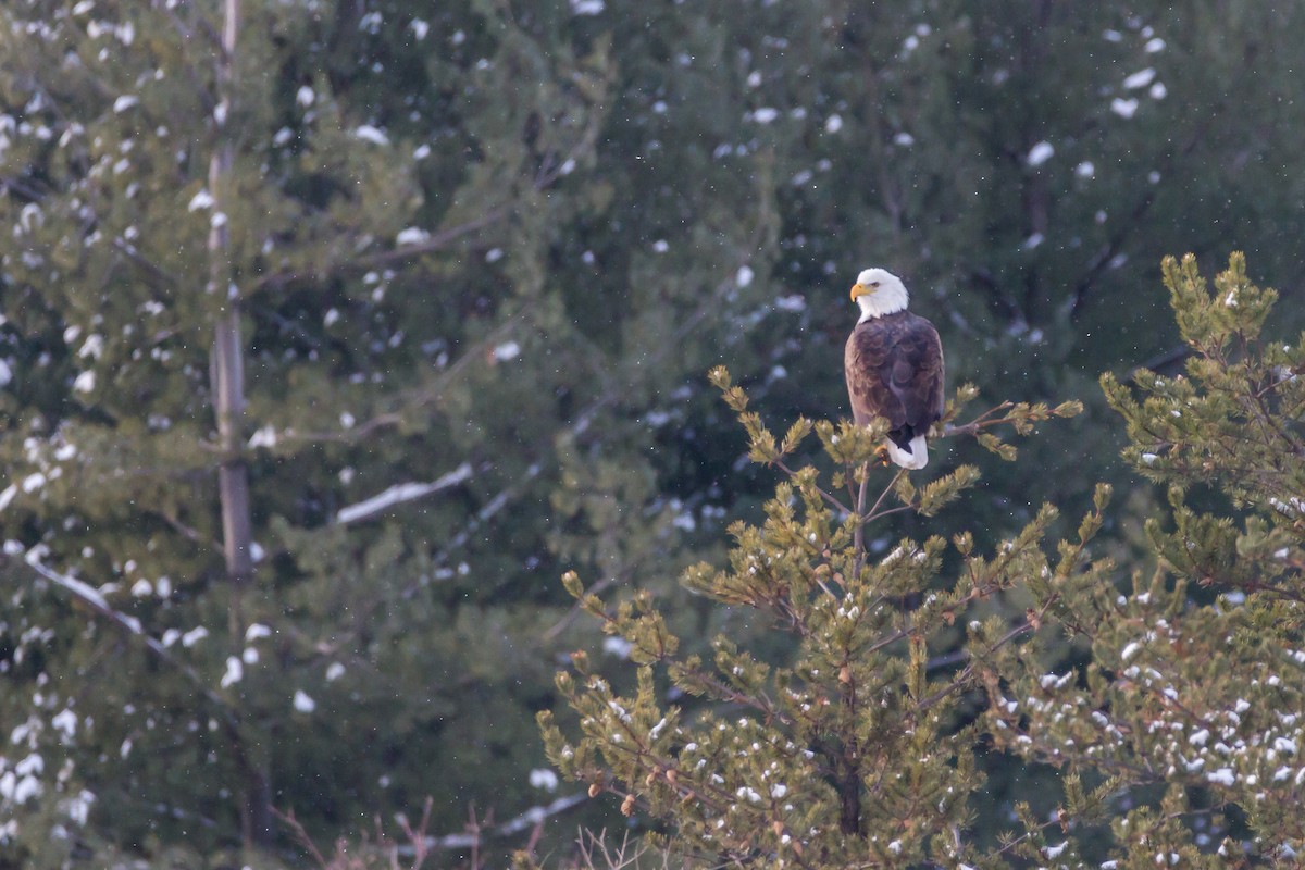 Bald Eagle - ML81295611