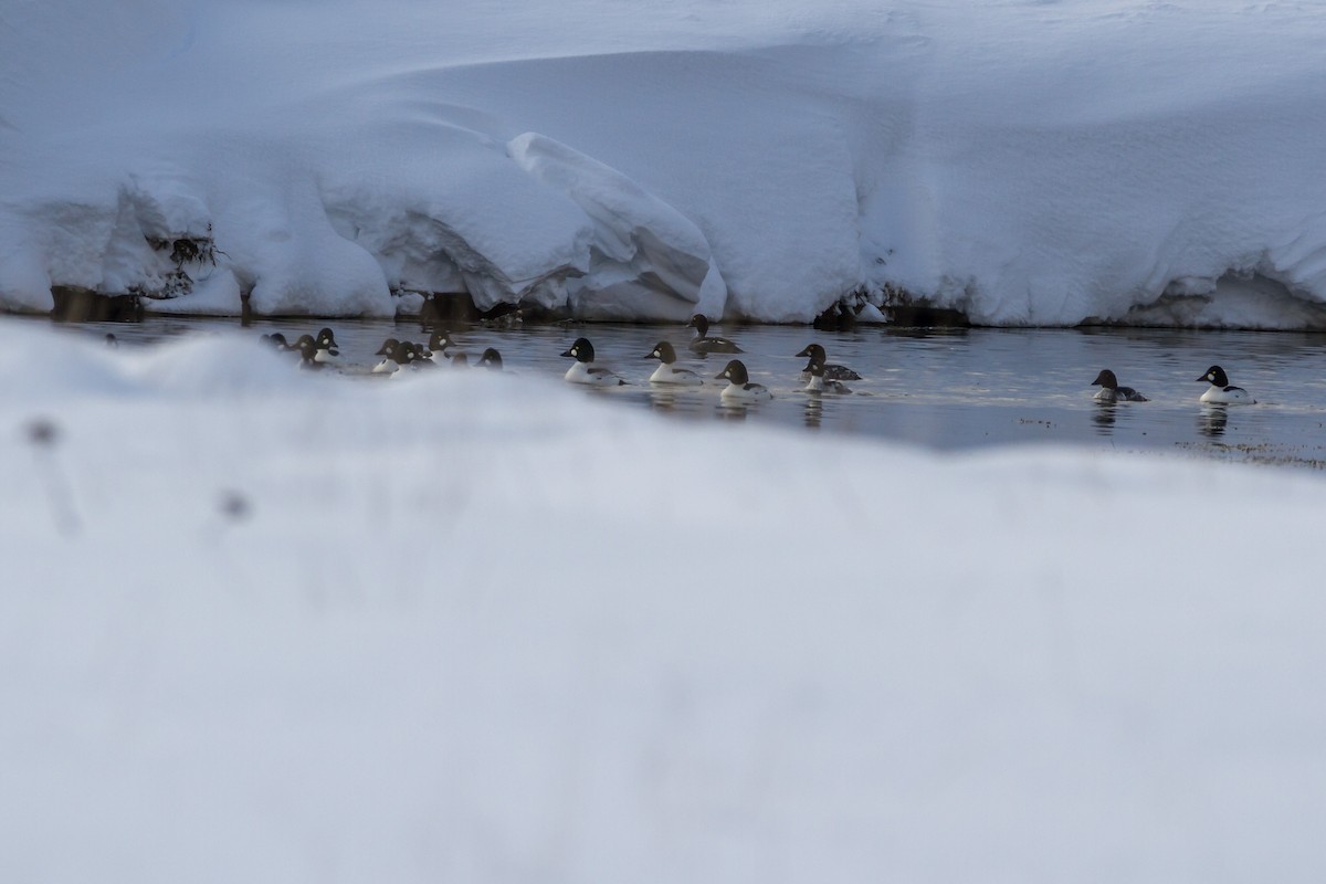 Common Goldeneye - ML81295701