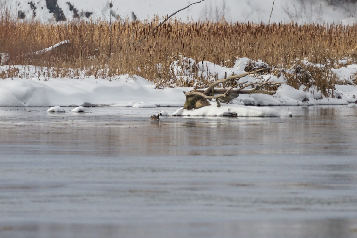 Canada Goose - ML81295911