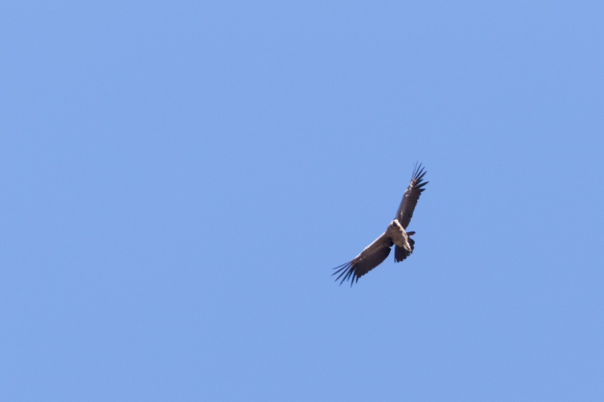 Andean Condor - ML81295941