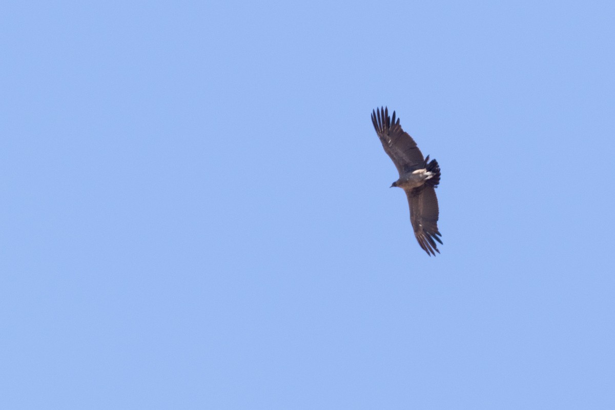 Andean Condor - ML81295951