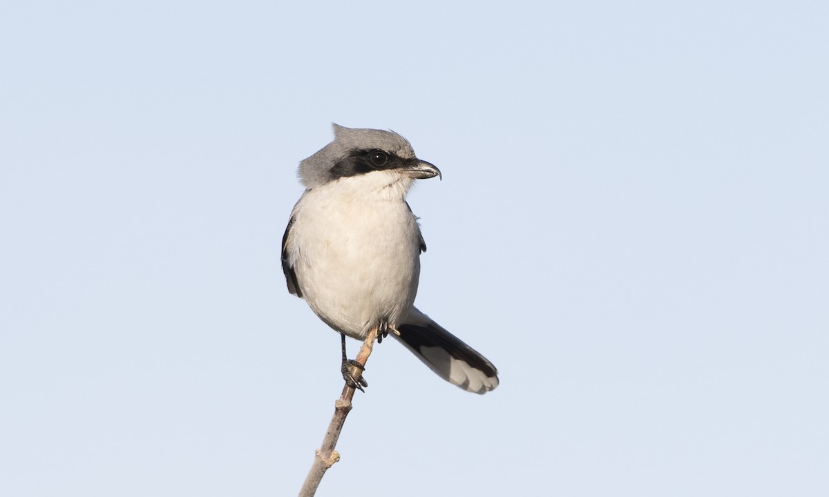 Loggerhead Shrike - ML81296121