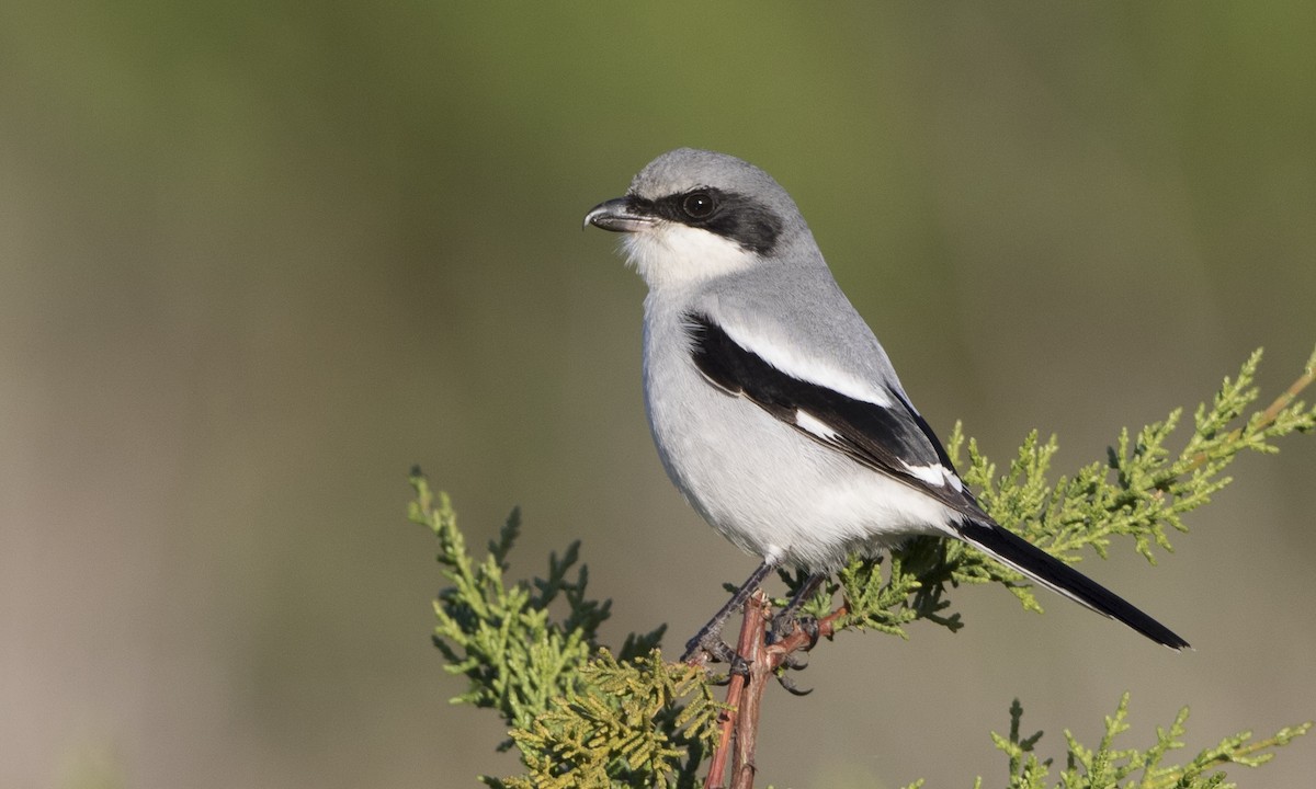 Loggerhead Shrike - Brian Sullivan