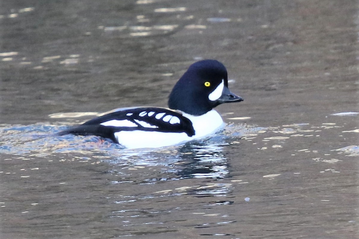 Barrow's Goldeneye - Bob Friedrichs