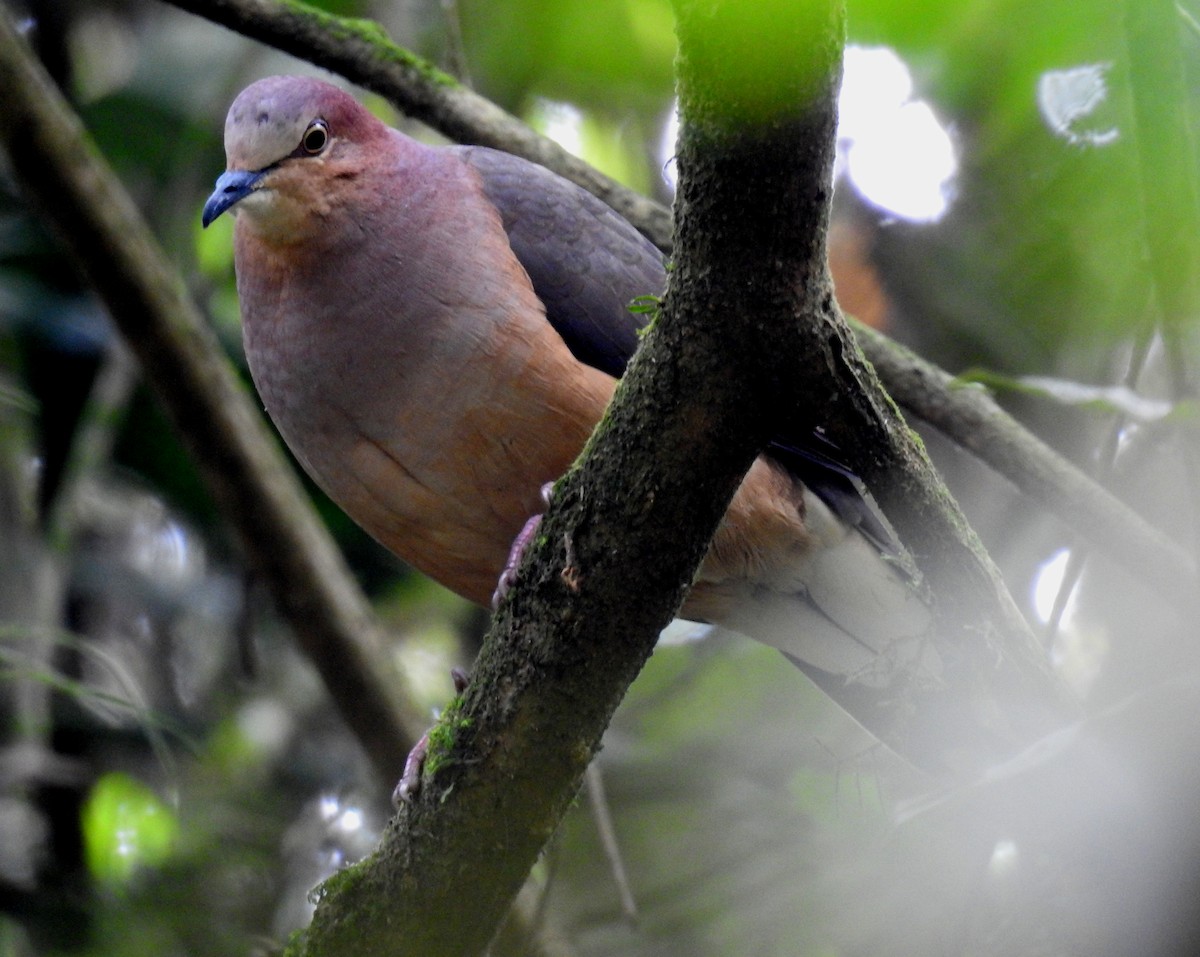 Ochre-bellied Dove - Fernando Angulo - CORBIDI
