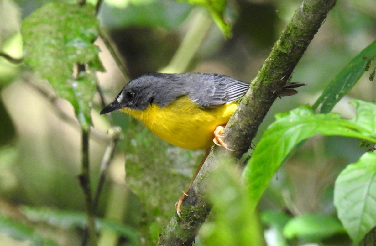 Gray-and-gold Warbler - Fernando Angulo - CORBIDI